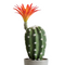Matera Cactus Flor Verde Naranja Garden 9.5X29cm