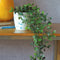 Matera Ficus Plástico Multicolor Jardín 18x45cm