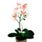 Matera Orquídea Plástico Rosa Jardín 11x40cm