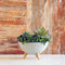 Bowl Patas Cemento Gris Concrete 17x10.5cm