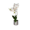 Planta Orquídea Artificial Plástico Blanco Jardín 29x55 cm