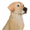 Escultura Perro Labrador Pets 25.5x18.2x32 cm